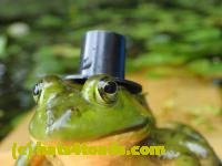 /home//u458753944/public_html/sourcegallery/////////////////////////////////Frogs/Bullfrogs 2016-08 Ontario/P8140114.JPG